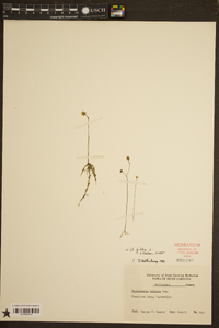 Utricularia gibba image