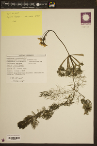 Utricularia inflata image