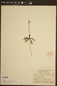Utricularia inflata var. minor image