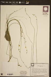 Utricularia juncea image