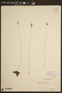 Utricularia juncea image