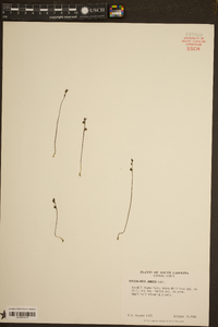 Utricularia juncea image