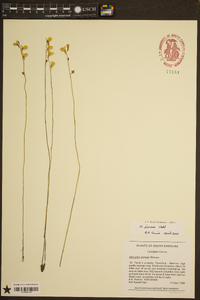 Utricularia juncea image