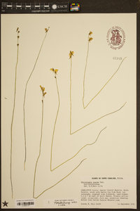 Utricularia juncea image