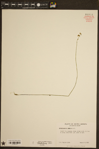 Utricularia juncea image