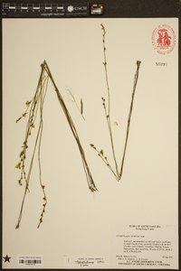 Utricularia juncea image