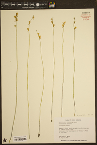 Utricularia juncea image