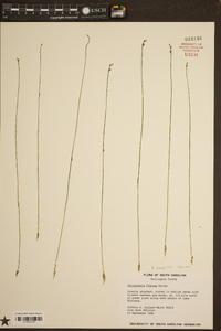 Utricularia juncea image