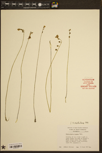 Utricularia juncea image