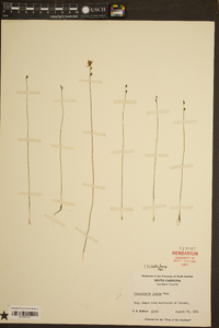 Utricularia juncea image