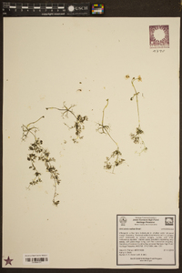 Utricularia radiata image