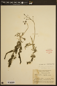 Utricularia radiata image