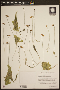 Utricularia striata image