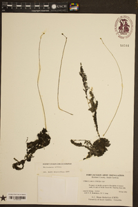 Utricularia striata image