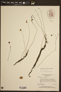 Utricularia striata image