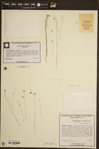 Utricularia subulata image