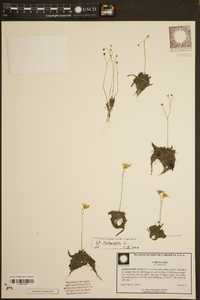 Utricularia subulata image