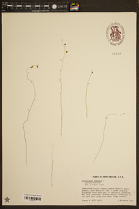 Utricularia subulata image