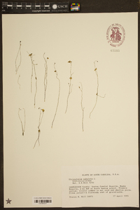 Utricularia subulata image