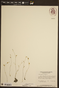 Utricularia subulata image