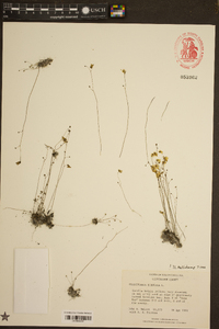 Utricularia subulata image