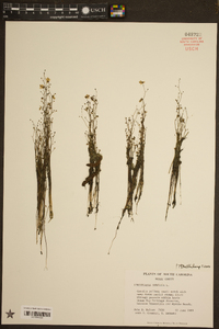 Utricularia subulata image