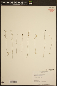 Utricularia subulata image