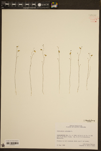 Utricularia subulata image