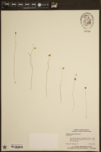 Utricularia subulata image