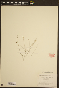 Utricularia subulata image