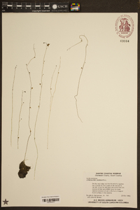 Utricularia subulata image