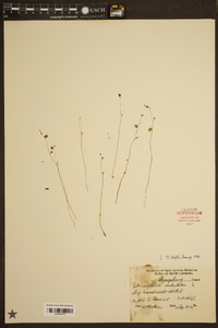 Utricularia subulata image