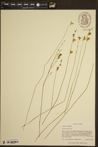 Utricularia juncea image