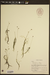 Utricularia gibba image