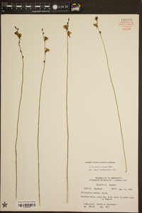 Utricularia juncea image