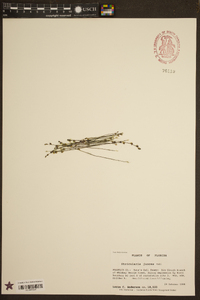 Utricularia juncea image