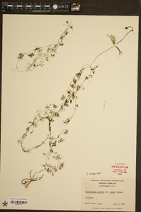 Utricularia inflata var. minor image