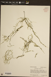 Utricularia gibba image