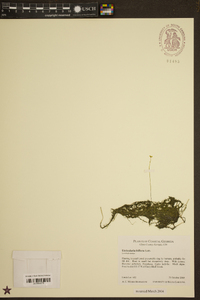 Utricularia gibba image