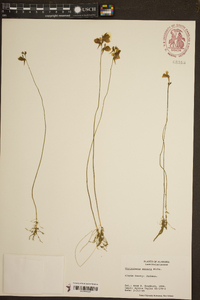 Utricularia cornuta image