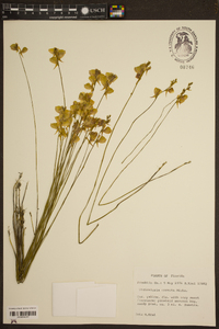 Utricularia cornuta image