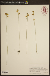 Utricularia cornuta image