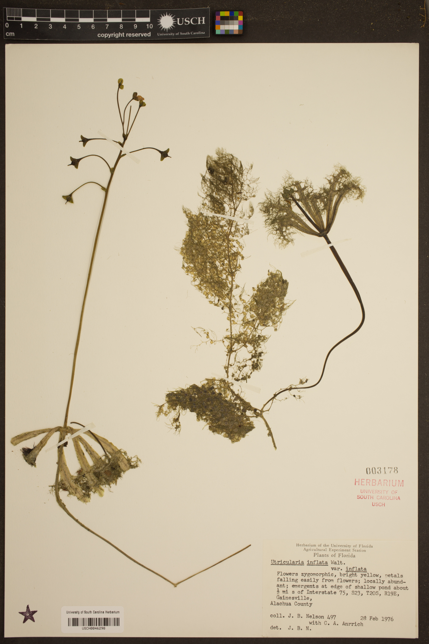 Utricularia inflata var. inflata image