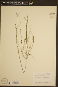 Utricularia gibba image