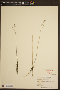 Utricularia gibba image