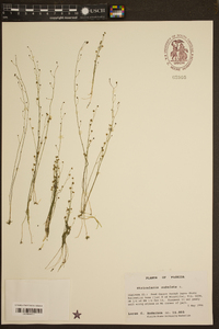 Utricularia subulata image