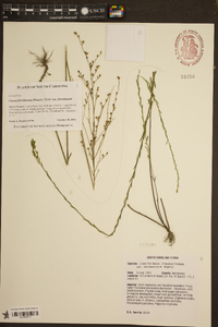 Linum floridanum var. chrysocarpum image