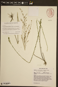 Linum floridanum image