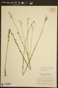 Linum floridanum image