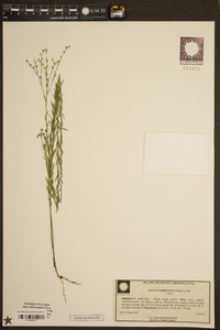 Linum floridanum image